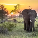 تور طبیعت‌گردی آفریقای جنوبی